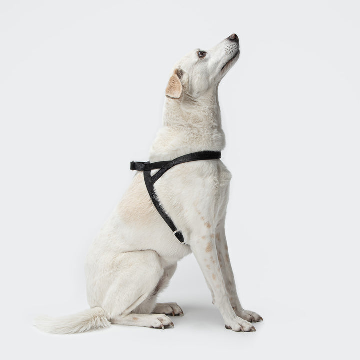 DISCOVER OUR DOG COLLECTION FROM CLOUD7 INCLUDING HARNESSES, COATS, COLLARS & LEADS