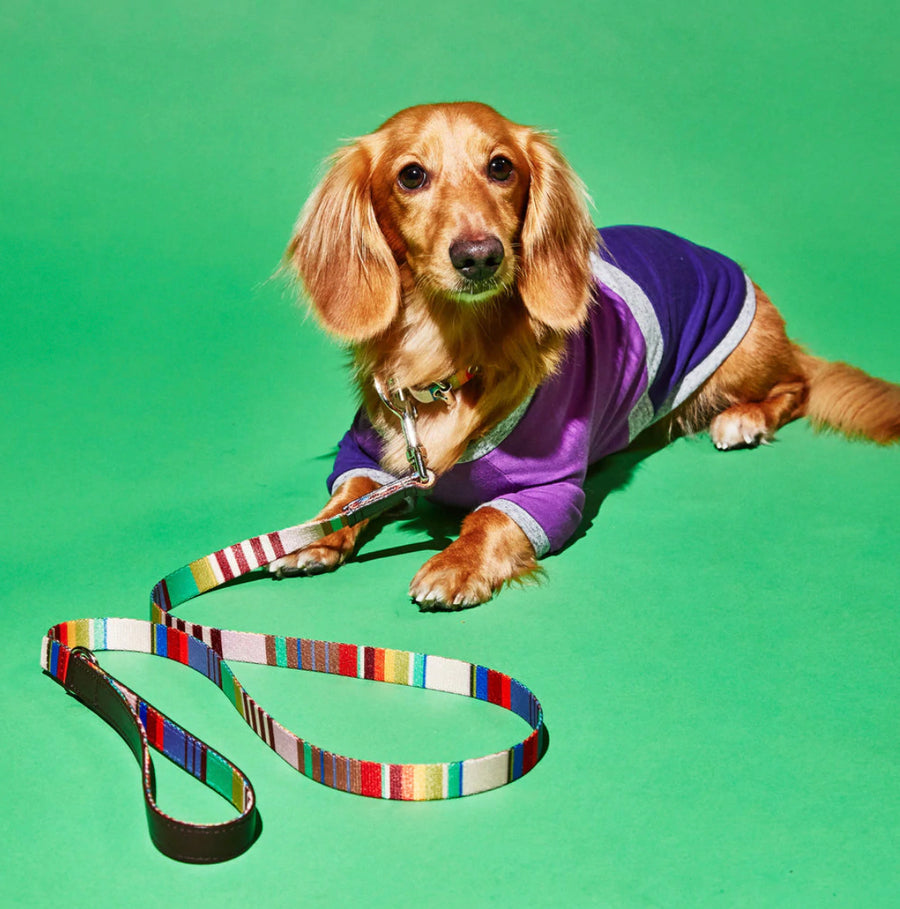 Ware of the Dog New York - Lavender/Burgandy Striped Webbing Harness